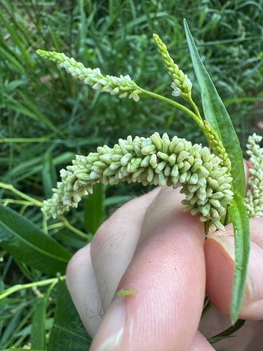 pale smartweed