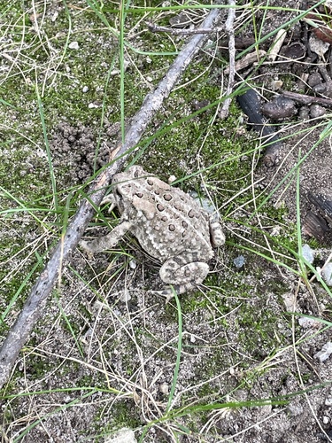 American Toad