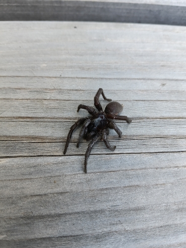 Amblyocarenum doleschalli
