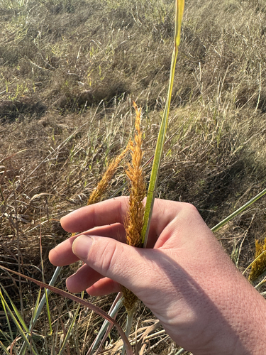 Indiangrass