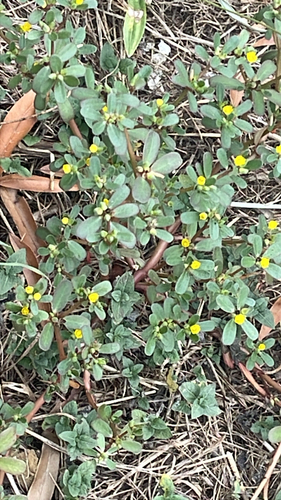 Common Purslane