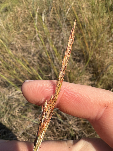 big bluestem
