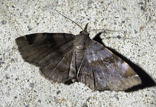 Saraca observed 2026-09-18