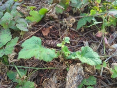Geum macrophyllum, photograph (c) John Brew, some rights reserved (CC BY)