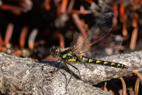 Black Meadowhawk