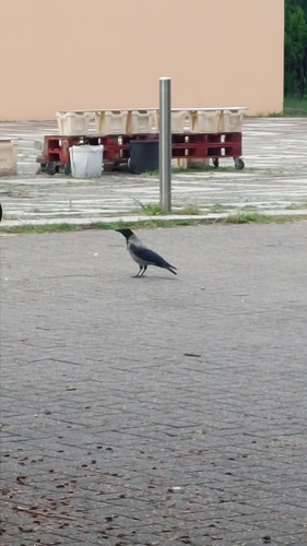 Hooded Crow