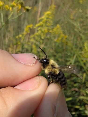 Common Eastern Bumble Bee