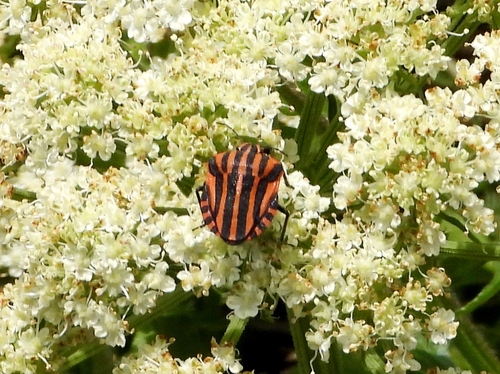 European Striped Shield Bug