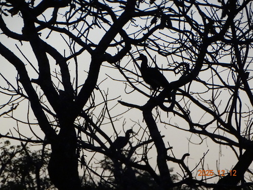 iNaturalist image
