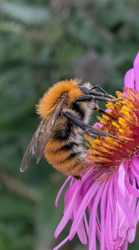 Common Carder Bumble Bee