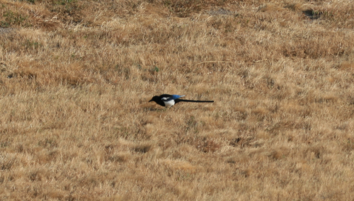 Black-billed Magpie