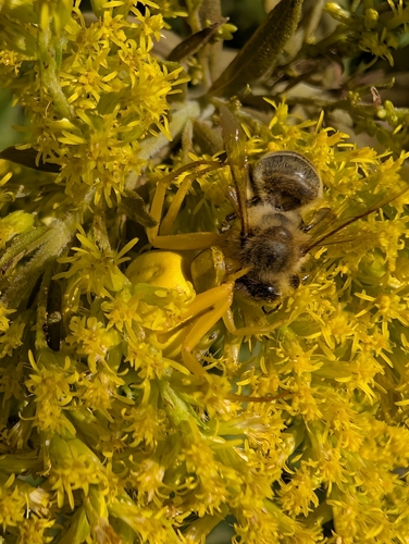 Western Honey Bee