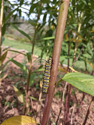 Monarch