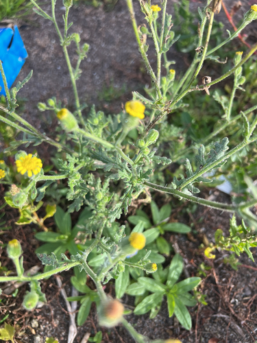 Sticky Groundsel