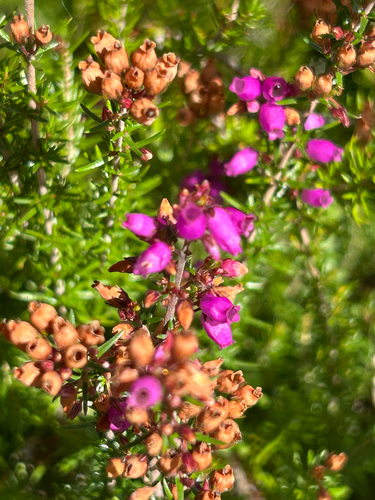 Bell Heather