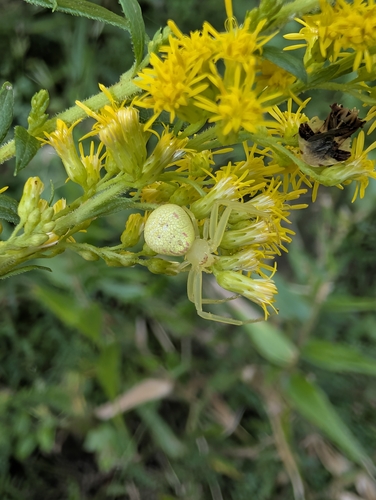 American Green Crab Spider