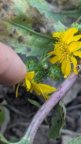 Grindelia subalpina, photograph 1