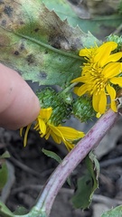 Grindelia subalpina, photograph author not stated, no rights reserved
