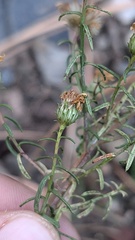 Symphyotrichum porteri