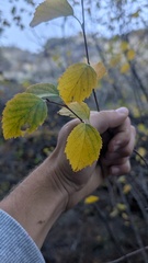 Betula occidentalis, photograph author not stated, no rights reserved