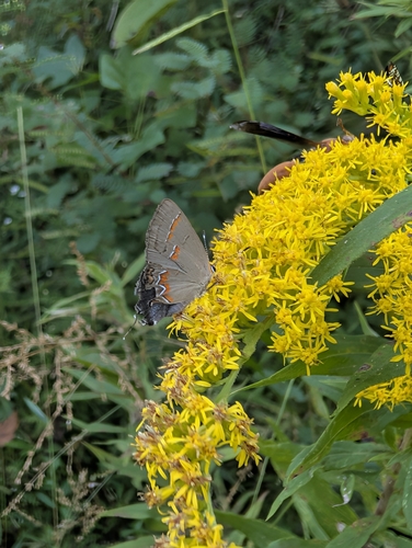 Red-banded Hairstreak