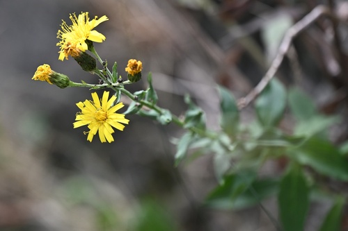 Hieracium sabaudum, photograph 2