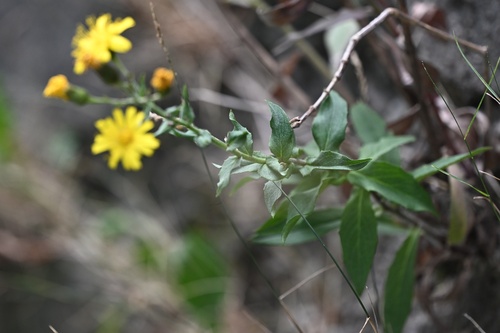 Hieracium sabaudum, photograph 3