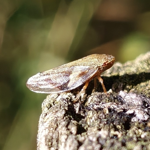 Alder Spittlebug