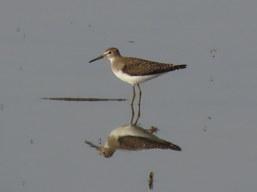 Solitary Sandpiper