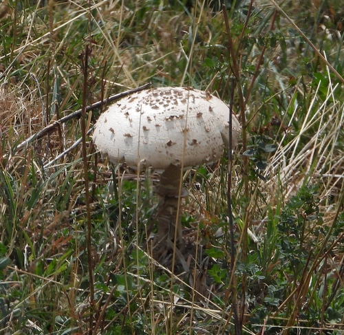 Parasol