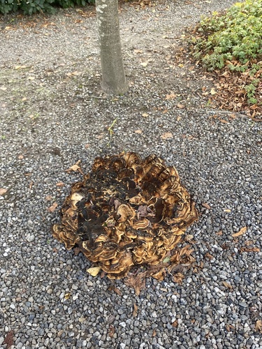 Giant Polypore