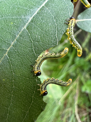 Lesser Willow Sawfly