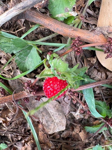 mock strawberry