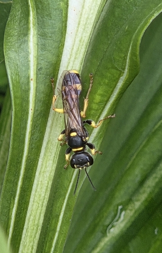 Field digger wasp