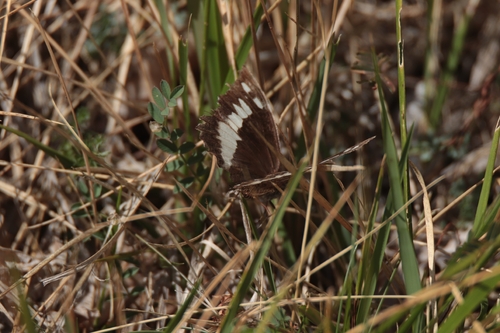 Great Banded Grayling