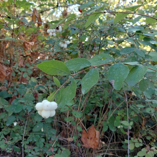 Common Snowberry