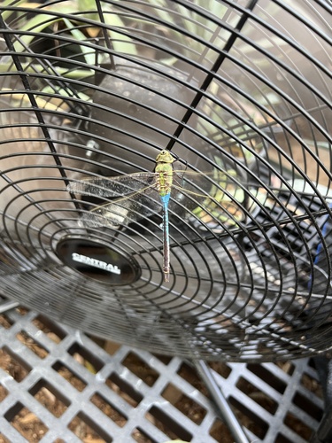 Common Green Darner