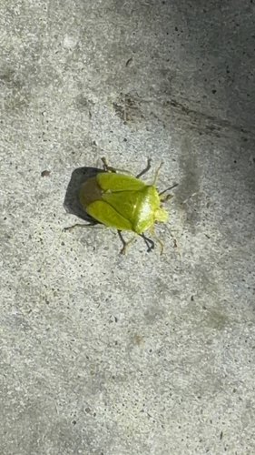 Green Stink Bug
