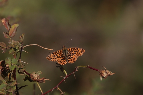Weaver's Fritillary