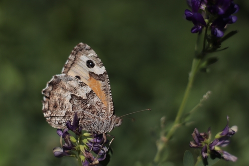 Grayling