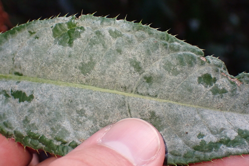 Cirsium heterophyllum