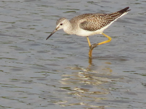 Lesser Yellowlegs