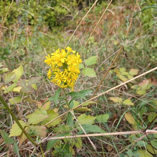 European goldenrod