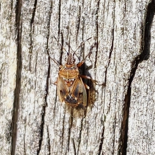 Birch Catkin Bug