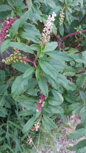 American pokeweed