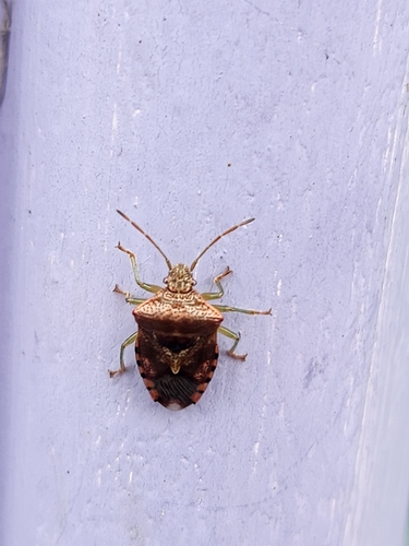 Parent Bug