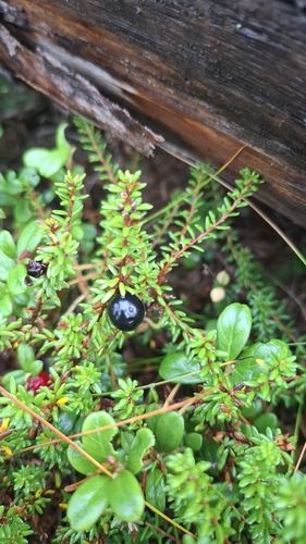 black crowberry