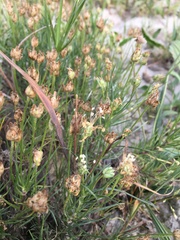 Plantago afra