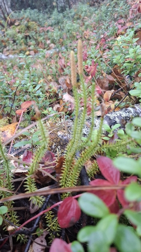 interrupted clubmoss