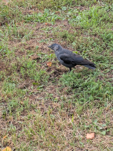 Eurasian Jackdaw